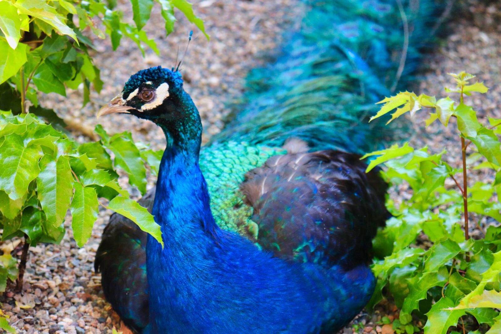 Canon EOS 200D (EOS Rebel SL2 / EOS Kiss X9) sample photo. Peacock, sitting, nature photography
