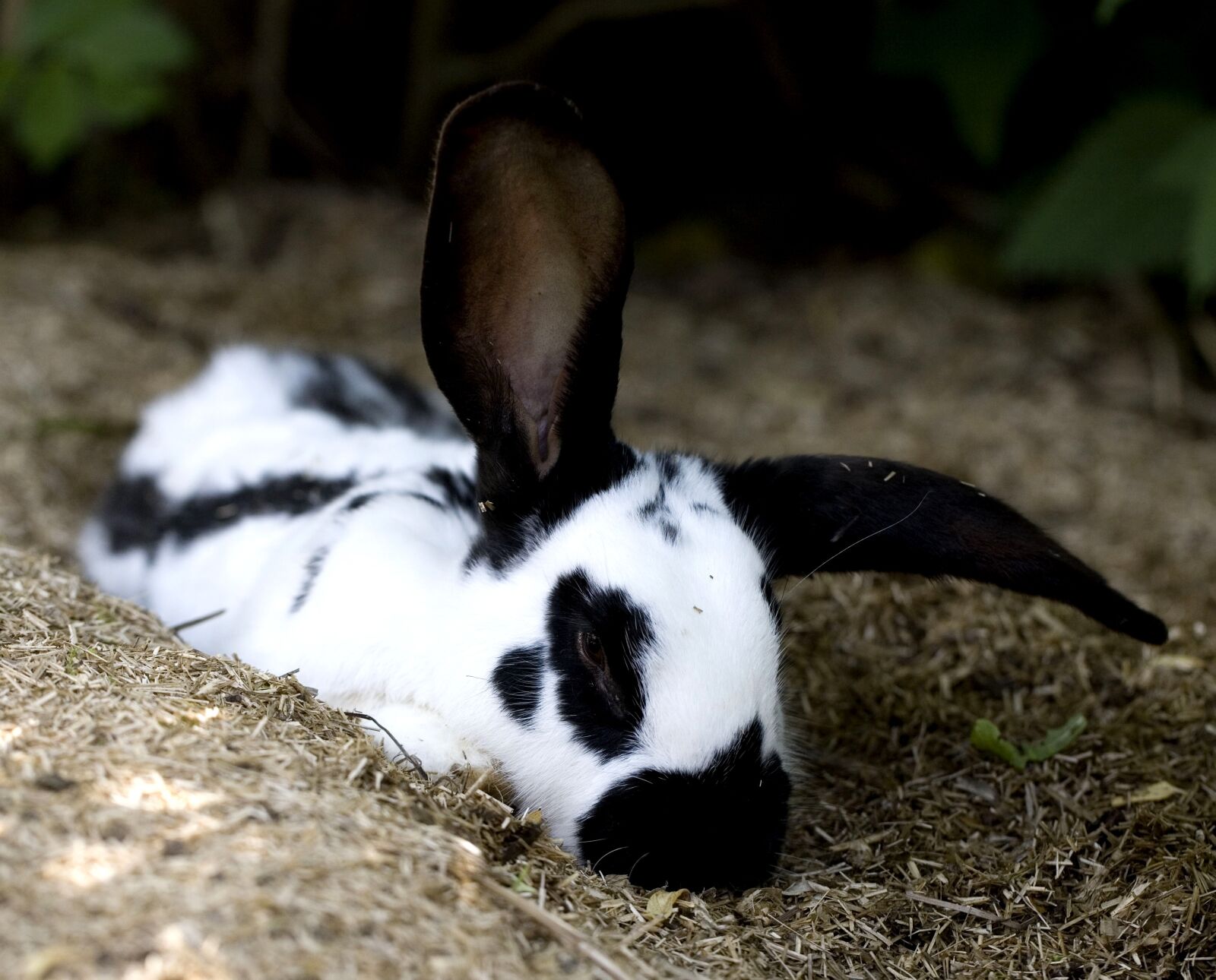 Canon EOS 5D sample photo. Animal world, rabbit photography