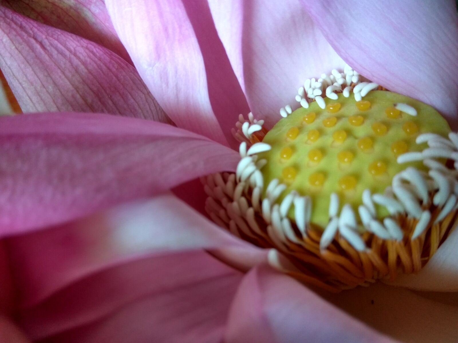 Xiaomi Redmi Note3 sample photo. Flowers, lotus photography