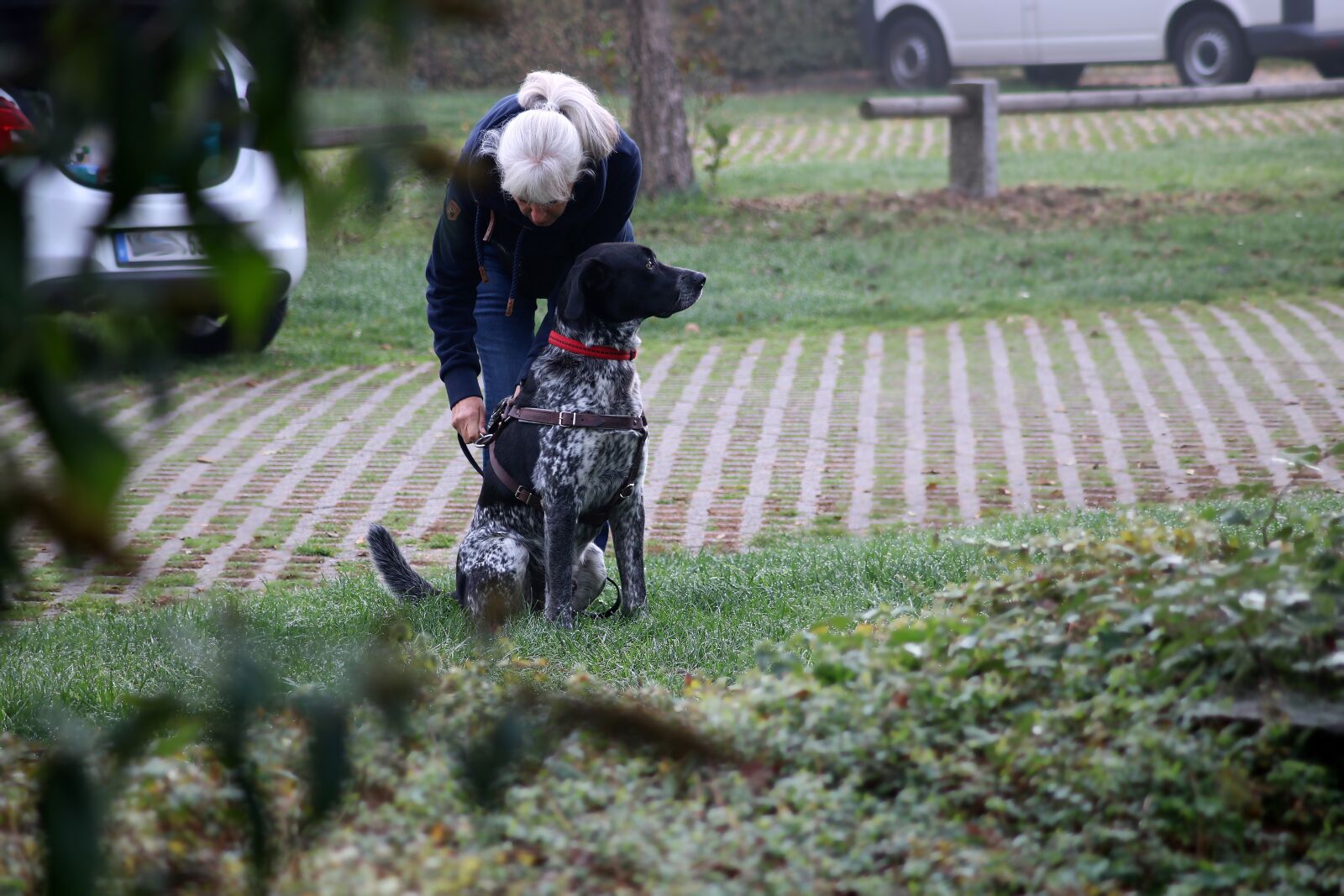 Canon EOS 750D (EOS Rebel T6i / EOS Kiss X8i) sample photo. Dog, dog school, mantrailing photography