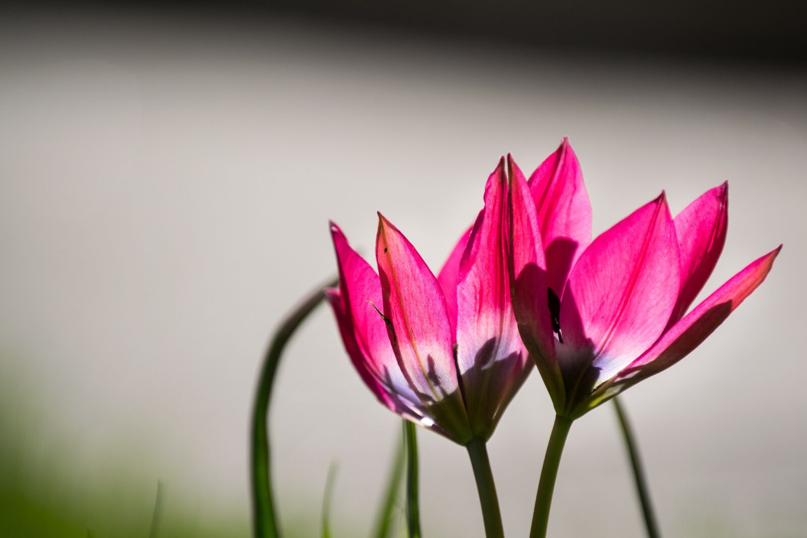 Nikon D3300 sample photo. Tulip, tulips, pink photography