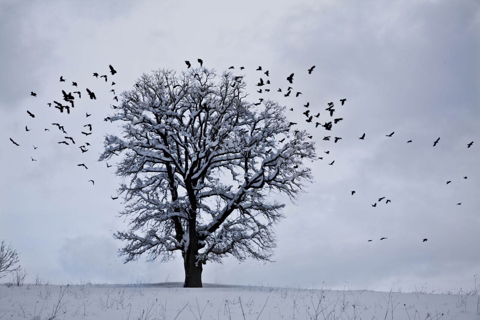 Canon EOS 5D sample photo. Snow, winter, landscape photography