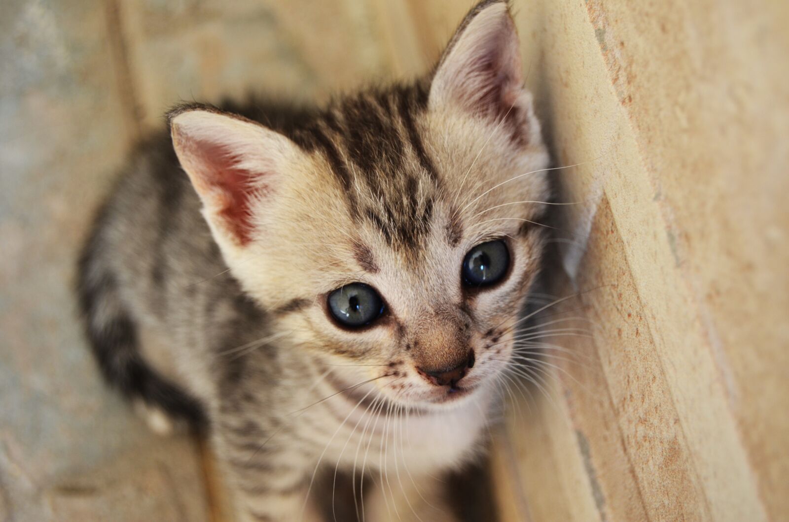 Nikon D5100 sample photo. Cat, nature, animal photography