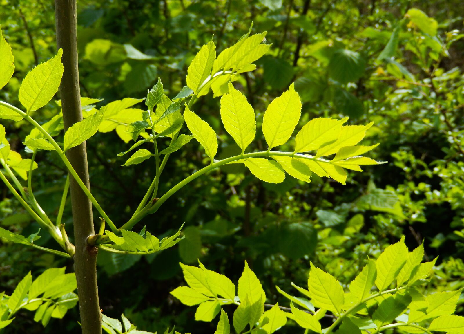 Nikon Coolpix S9500 sample photo. Sorbus aucuparia, mountain ash photography