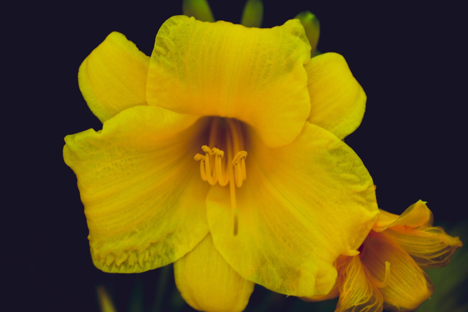 Nikon D5600 sample photo. Yellow flower, dark, yellow photography