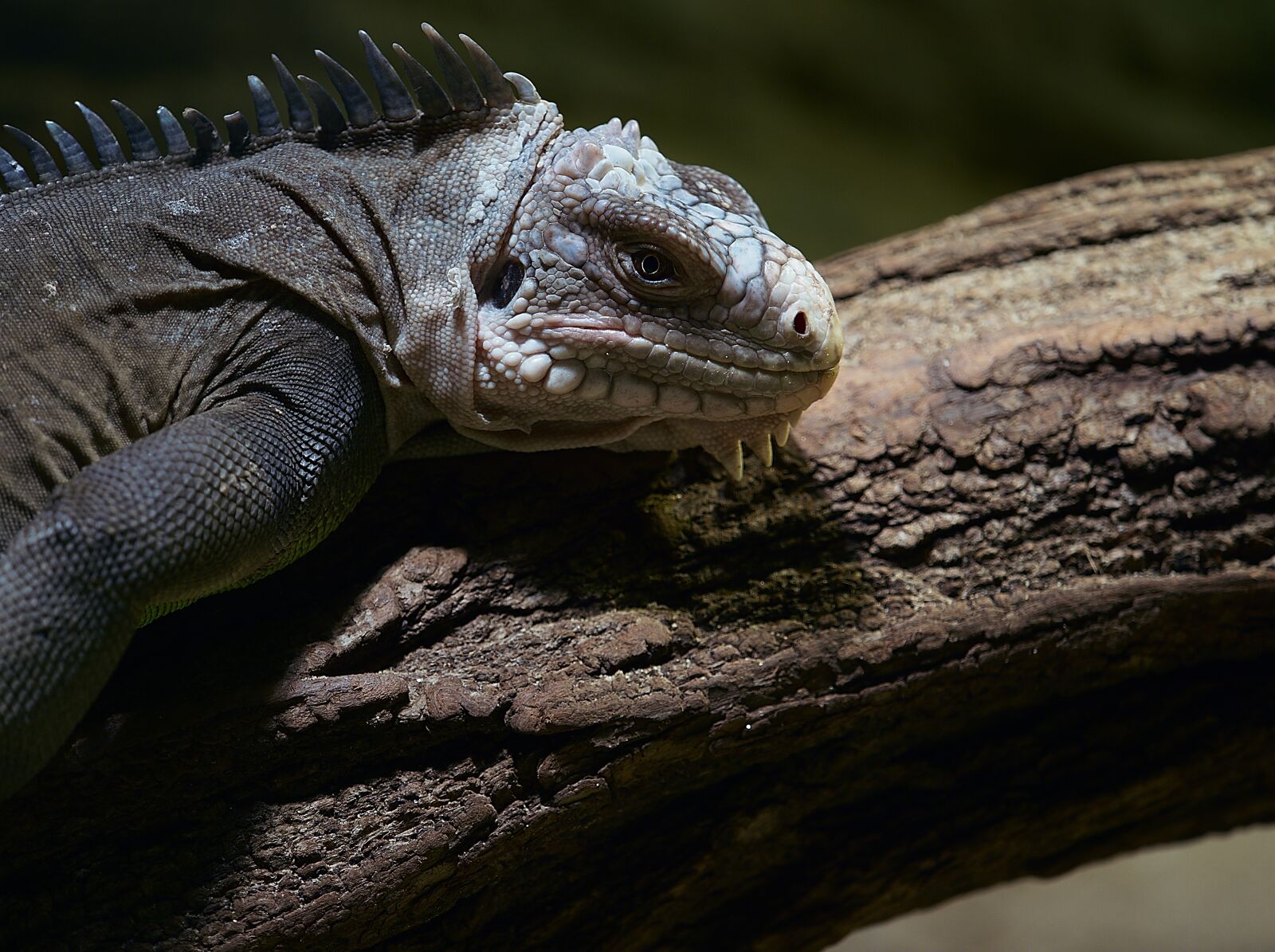 Olympus OM-D E-M1 Mark II + Olympus M.Zuiko Digital ED 40-150mm F2.8 Pro sample photo. Animal, reptile, lizard photography