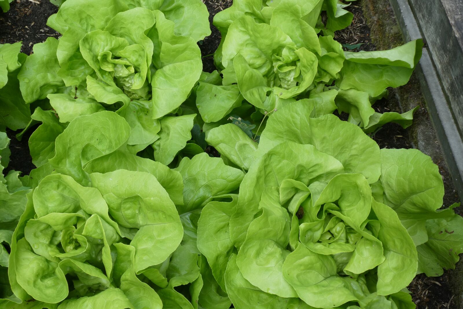 Panasonic Lumix DC-ZS70 (Lumix DC-TZ90) sample photo. Lettuce, vegetable, garden photography