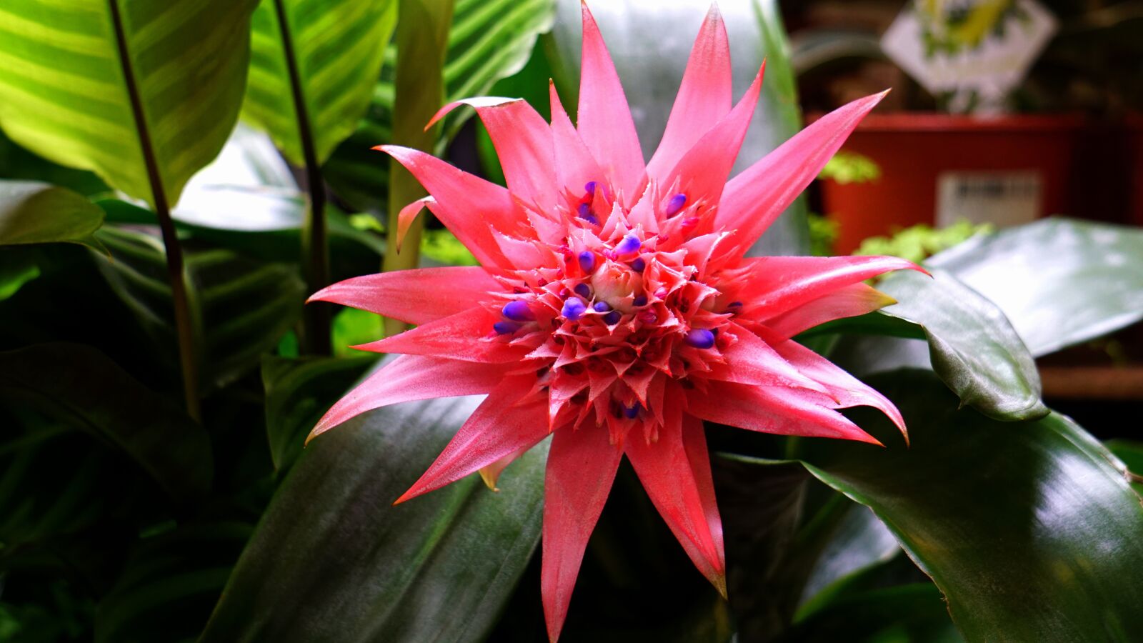 Sony E 55-210mm F4.5-6.3 OSS sample photo. Nature, flora, flower photography