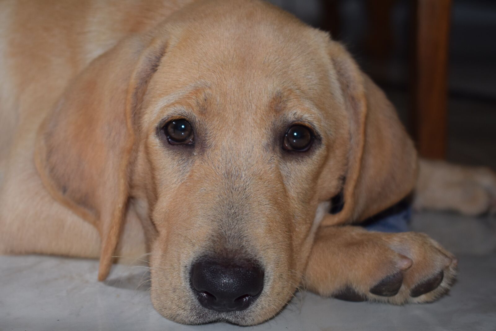 Nikon D3300 sample photo. Puppy, dog, labrador photography