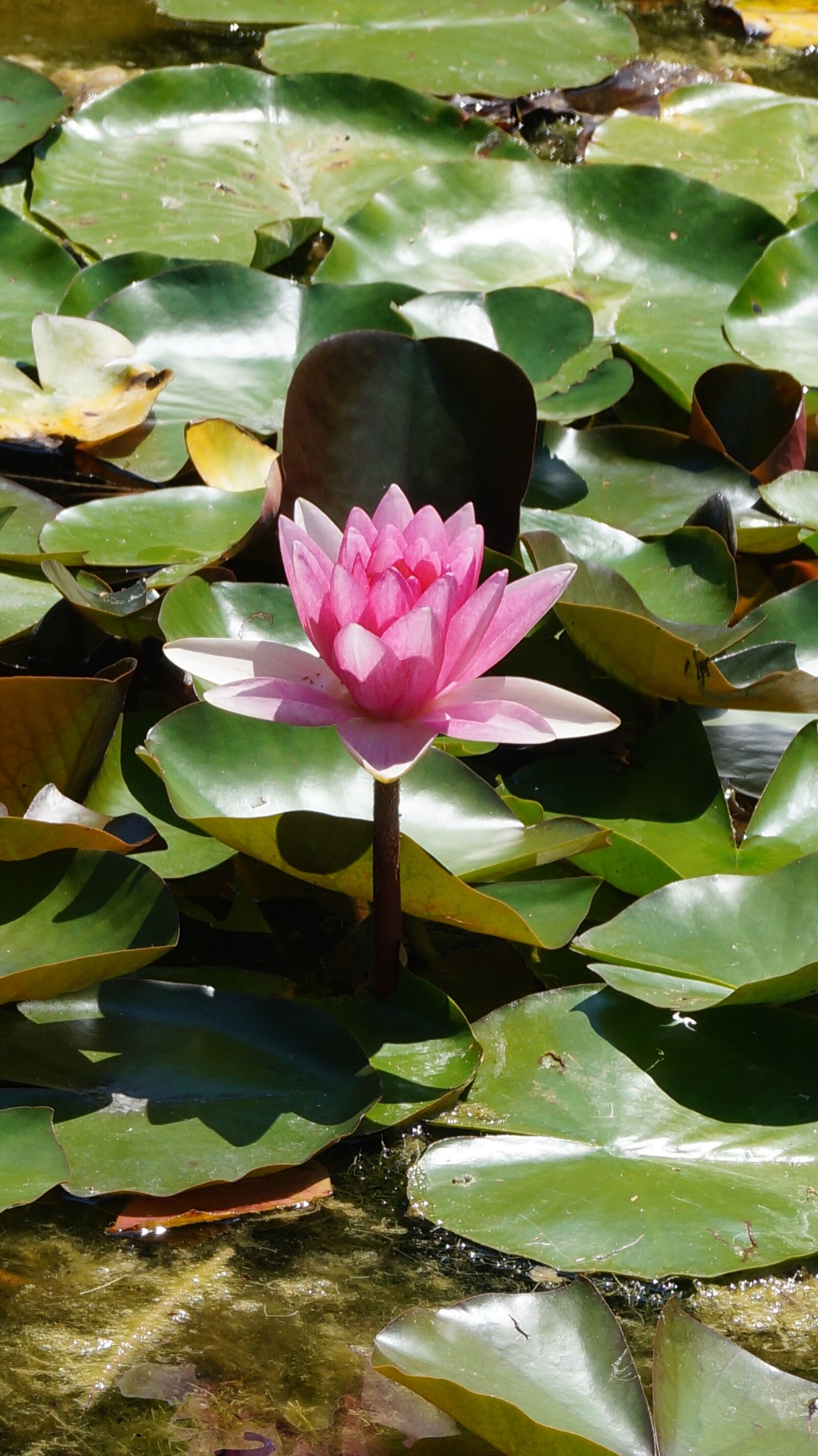 Sony DT 18-55mm F3.5-5.6 SAM II sample photo. Lotus, water lily, flower photography