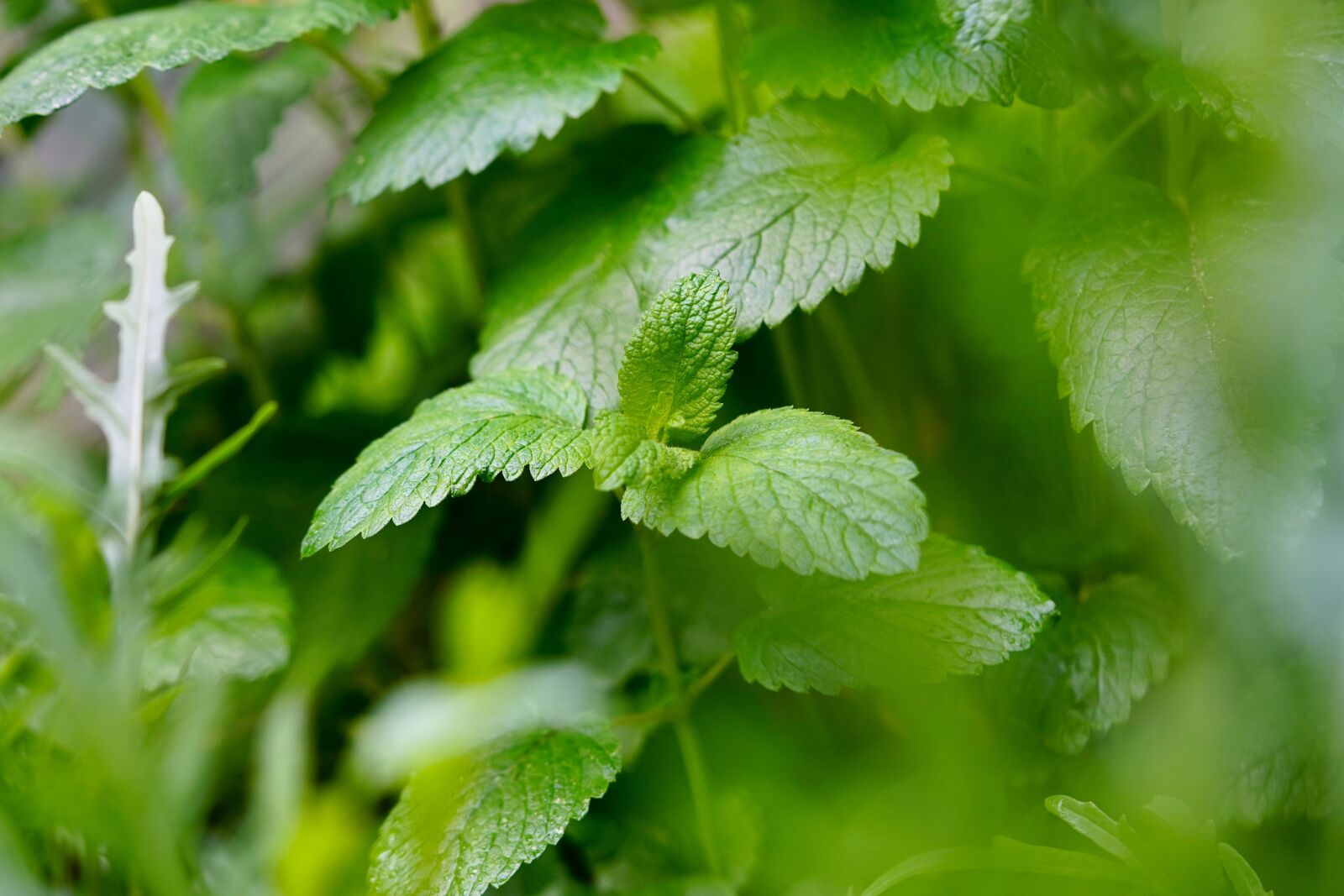 Sony FE 90mm F2.8 Macro G OSS sample photo. Herbs, balm, lemon balm photography