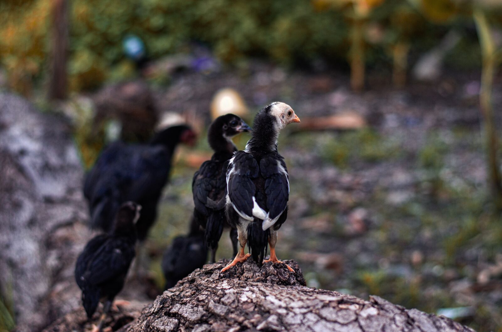Nikon D5100 sample photo. Chicken, little animal, tree photography