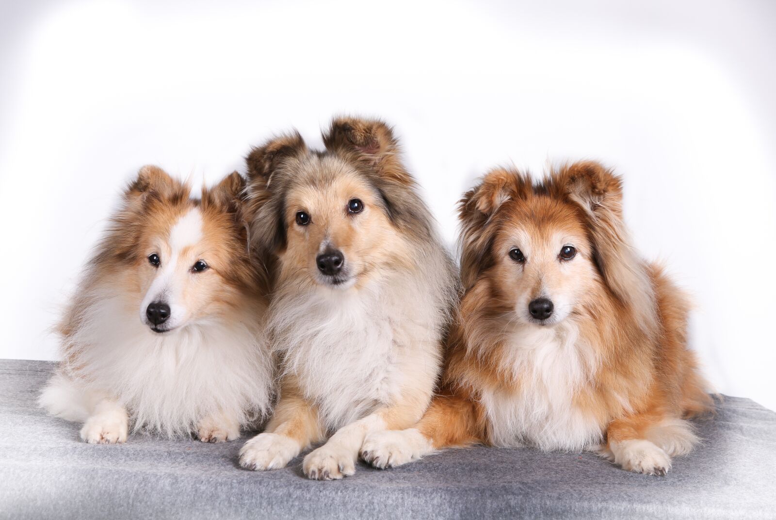 Canon EOS 5D Mark III sample photo. Shetland sheepdog, pet, dog photography