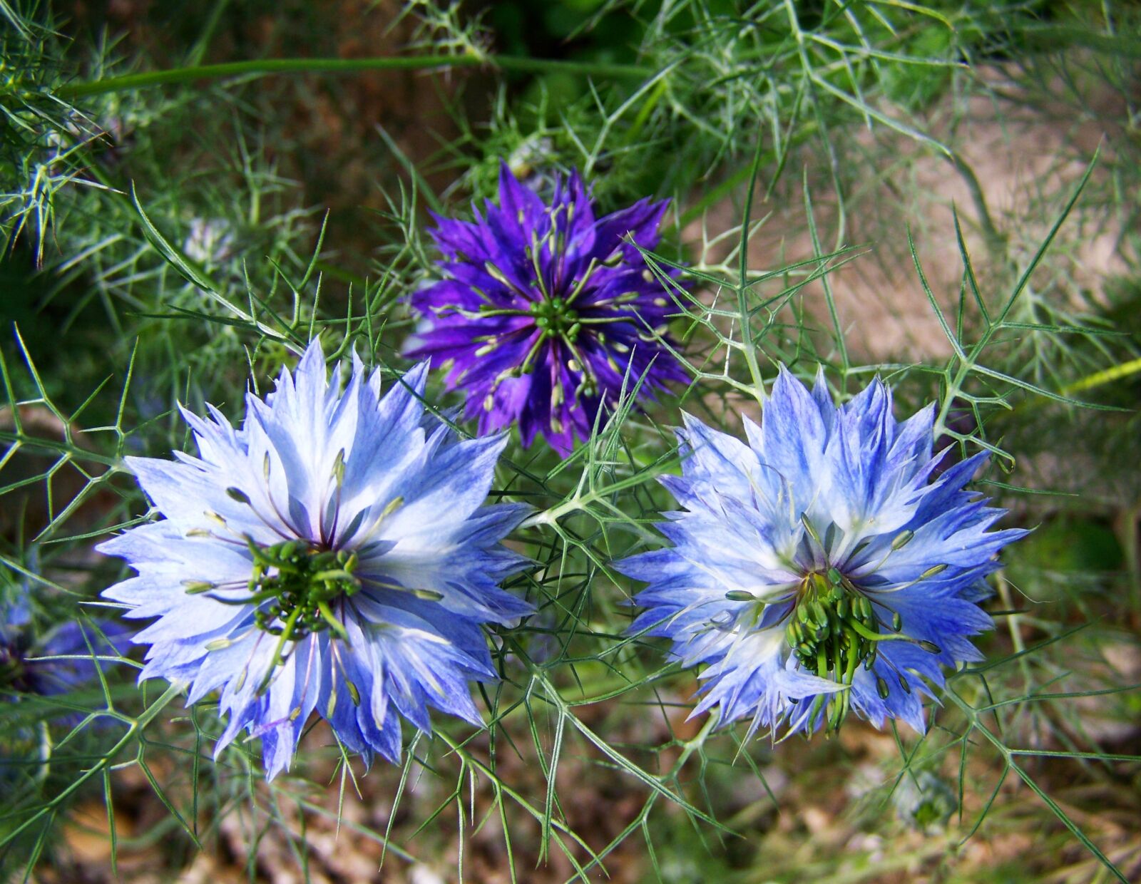Kodak EASYSHARE ZD710 ZOOM DIGITAL CAMERA sample photo. Borzaskata, blue garden flowers photography