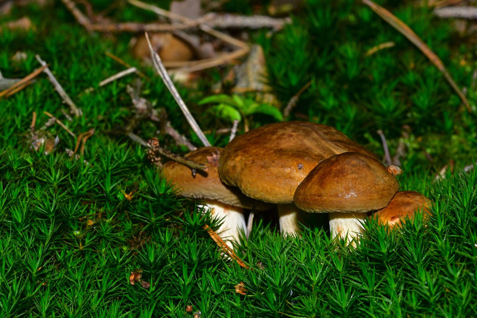 Nikon D5200 sample photo. Forest, autumn, mushrooms photography