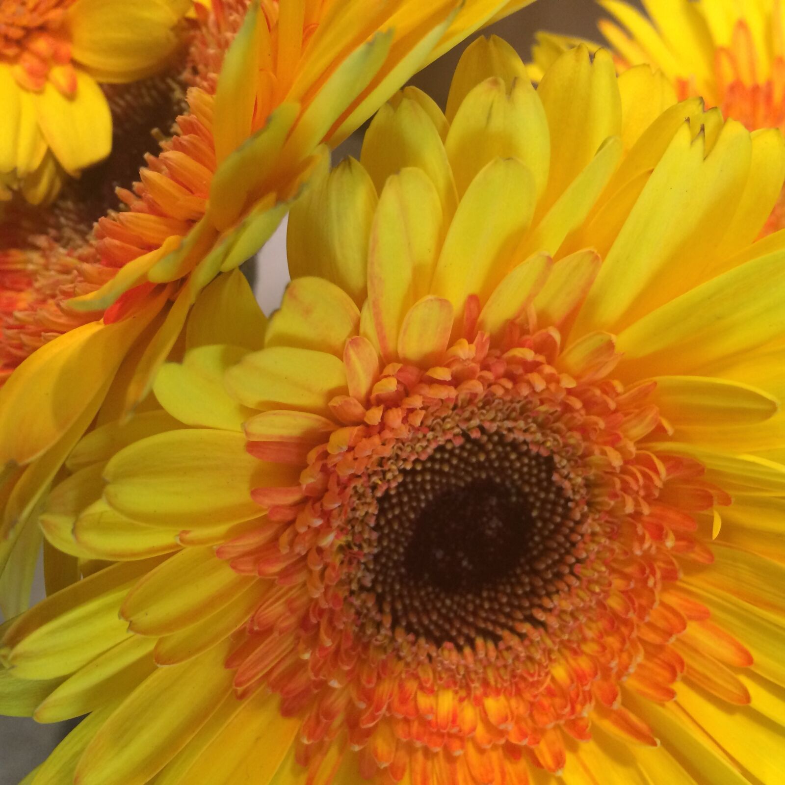 Apple iPhone 5s sample photo. Sunflower, flower, yellow photography