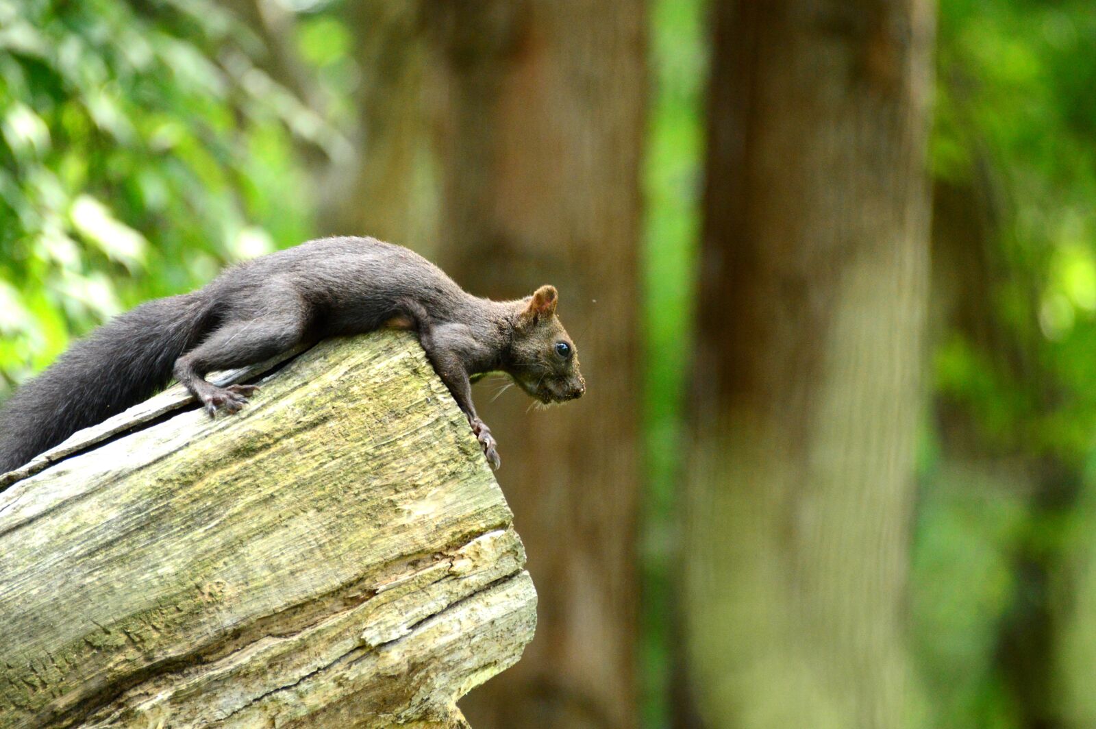 Nikon D3200 sample photo. Nature, squirrel, animal photography