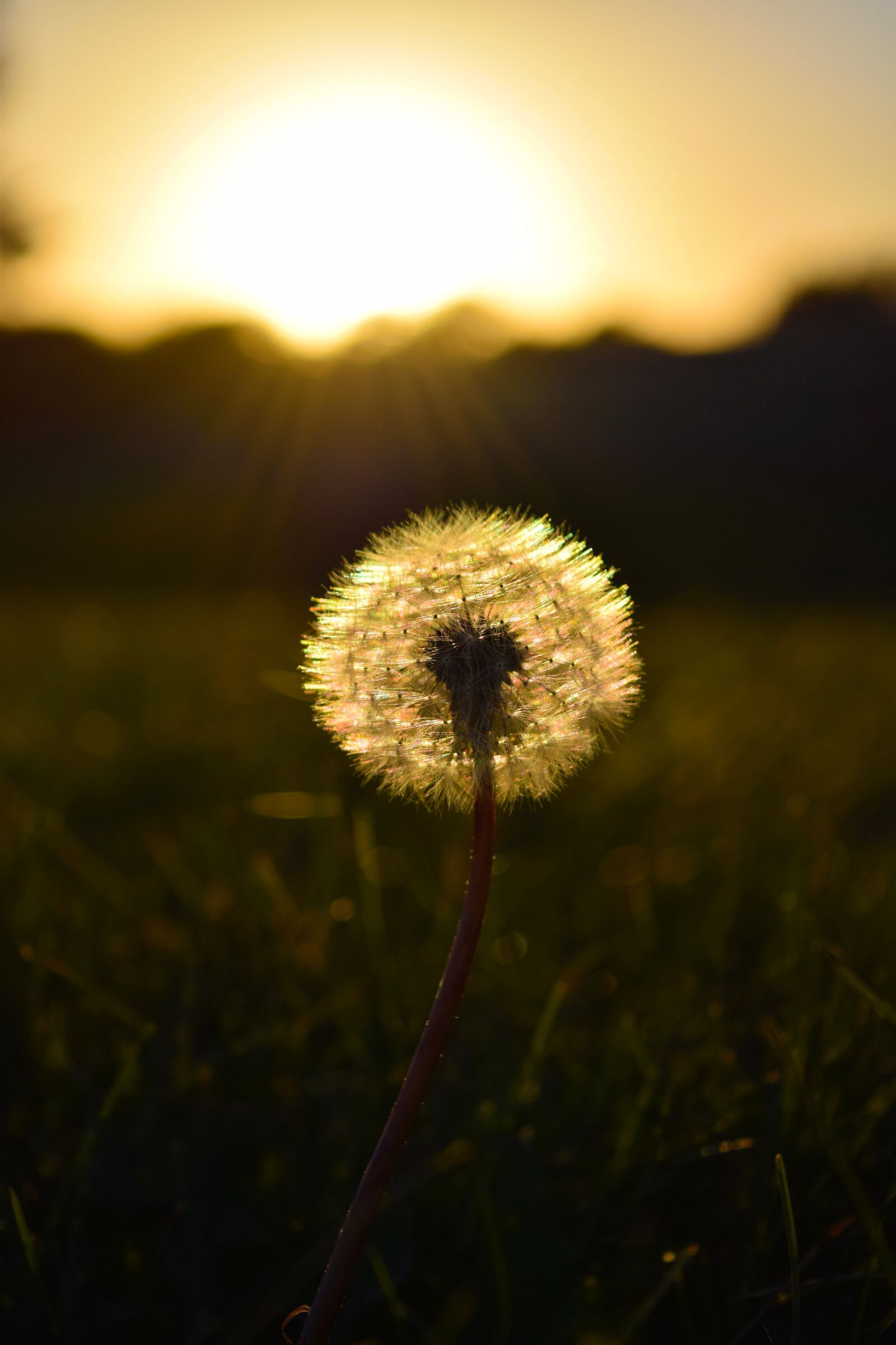 Nikon D5300 sample photo. Dandelion, weeds, sunset photography