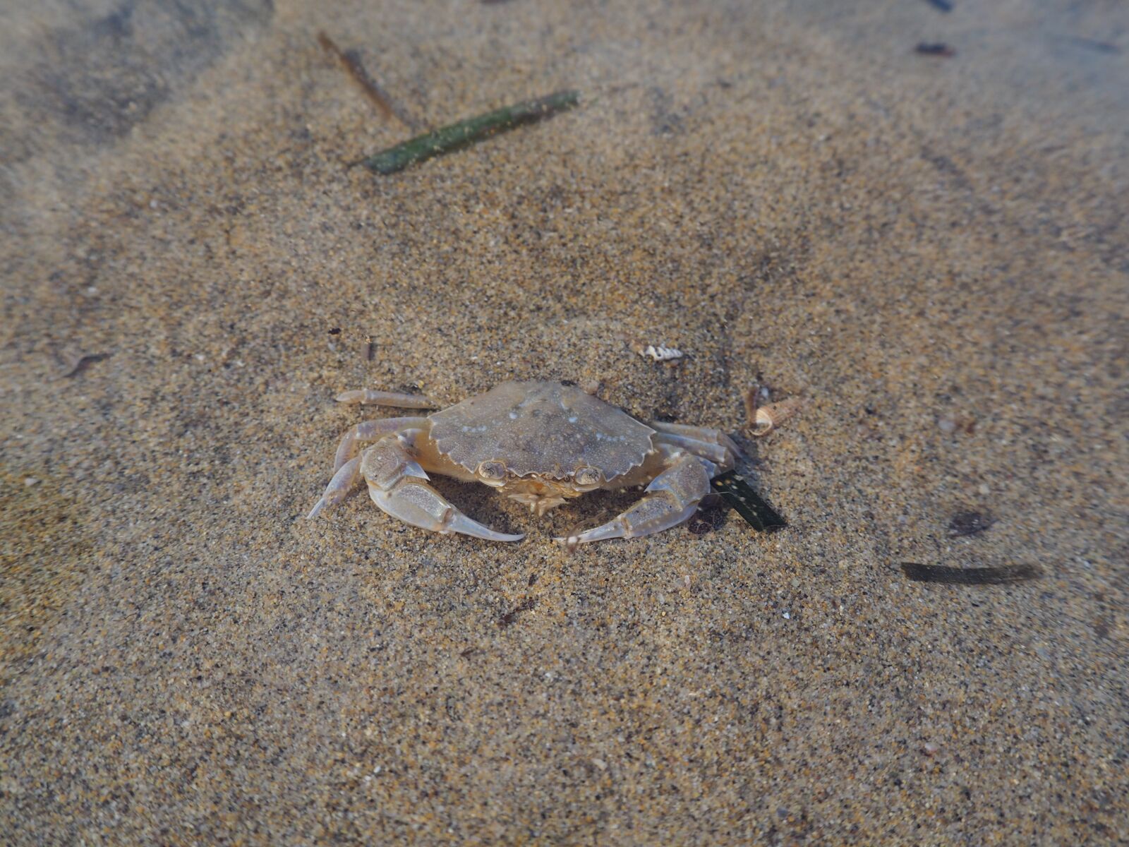 Olympus OM-D E-M10 sample photo. Crab, sea, water photography