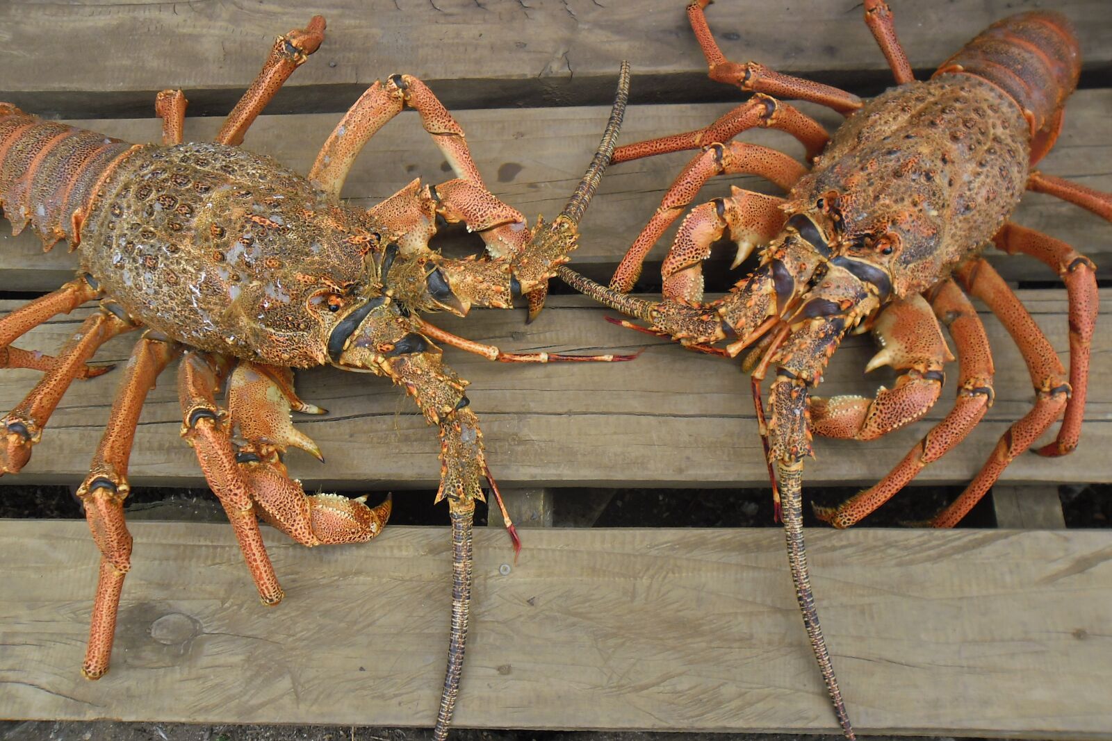 Samsung ES80/ ES81 sample photo. Island, lobster, robinson crusoe photography