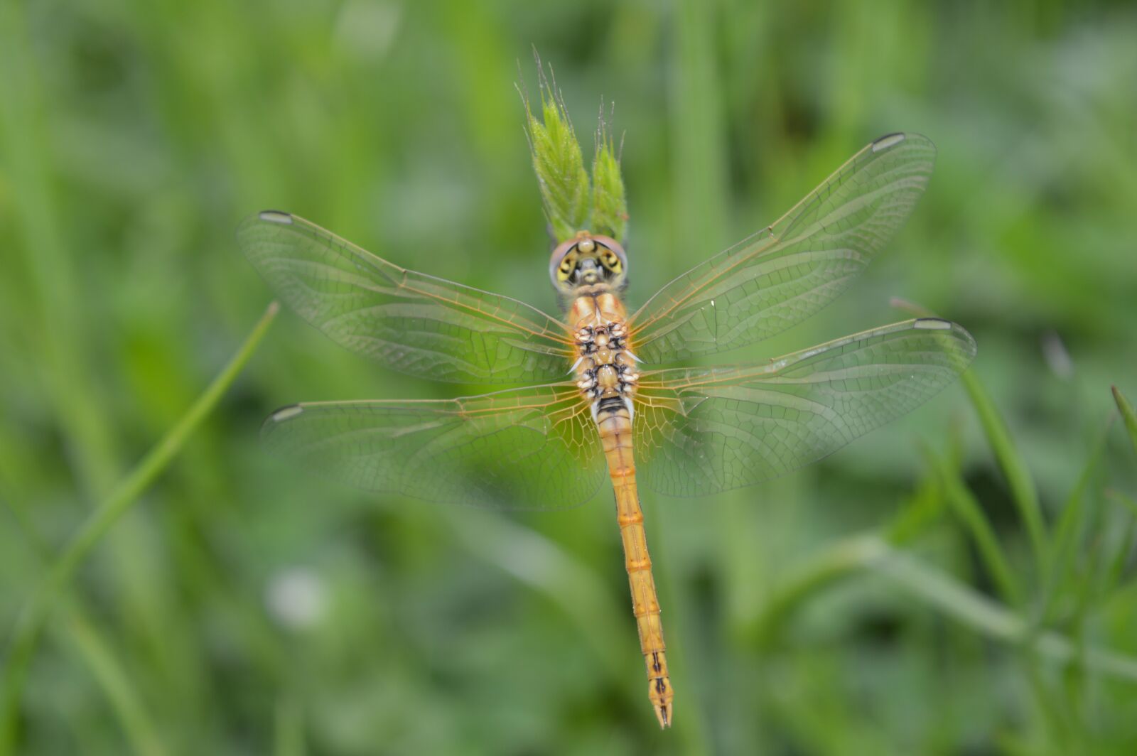 Nikon D3200 sample photo. Dragonfly, yellow, closeup photography
