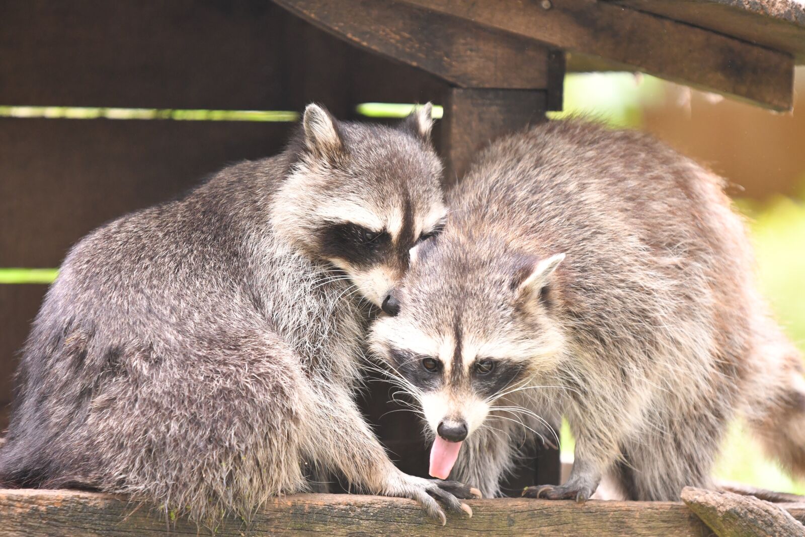 Nikon D500 sample photo. Raccoon, animals, mammals photography