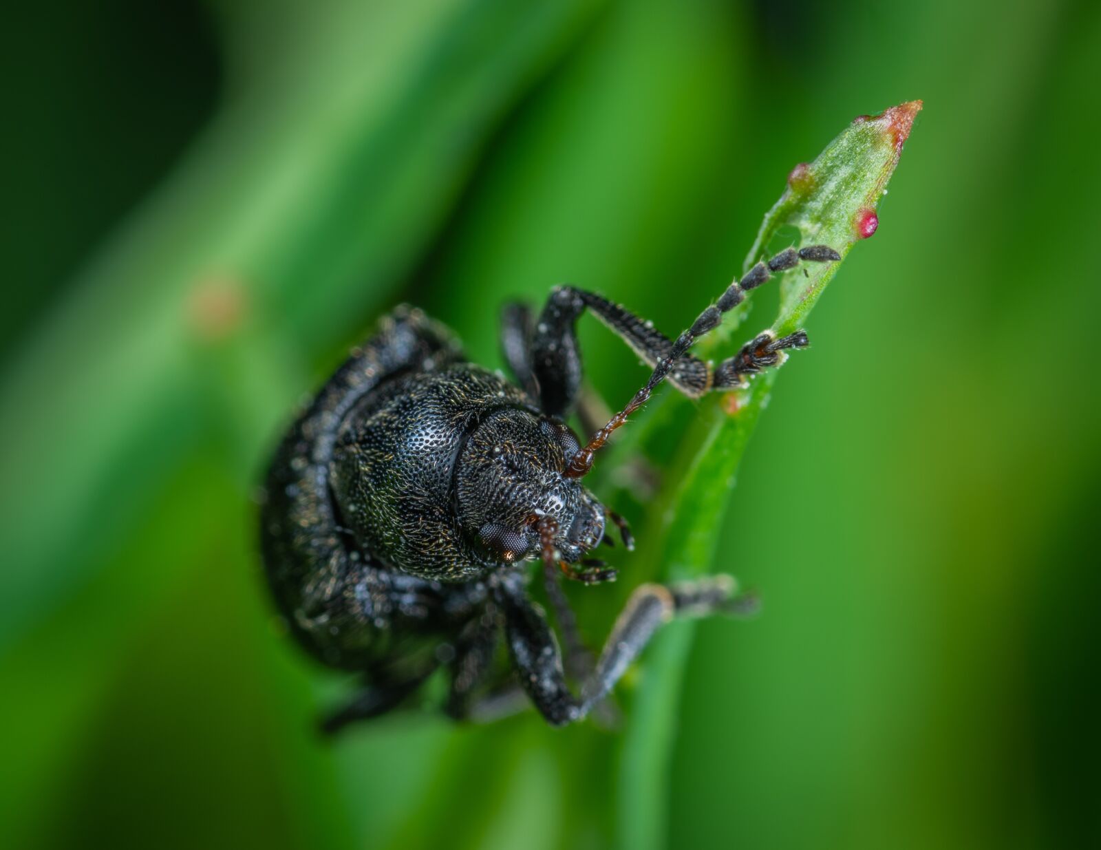 Sony a7R II sample photo. Beetle, coleoptera, macro photography