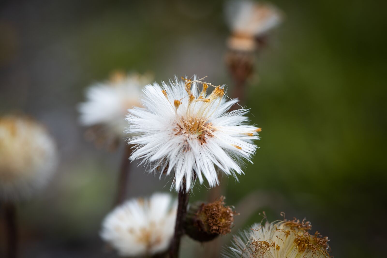 Nikon D750 sample photo. Seeds, flying seeds, nature photography