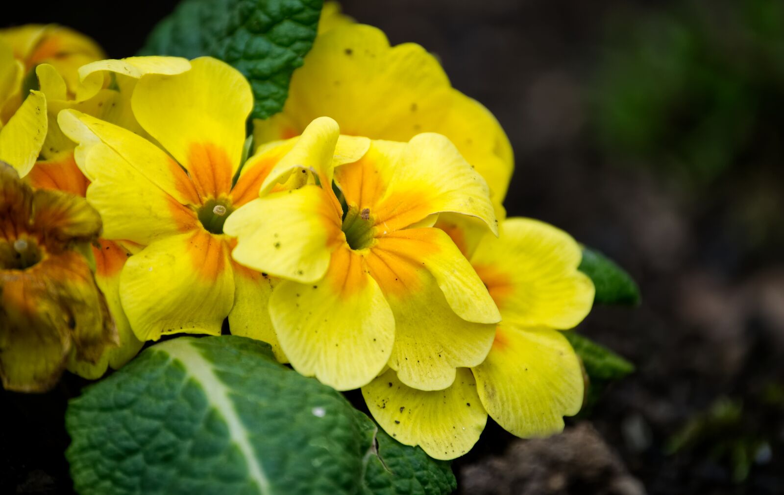 Nikon D3100 sample photo. Flower, yellow, orange photography