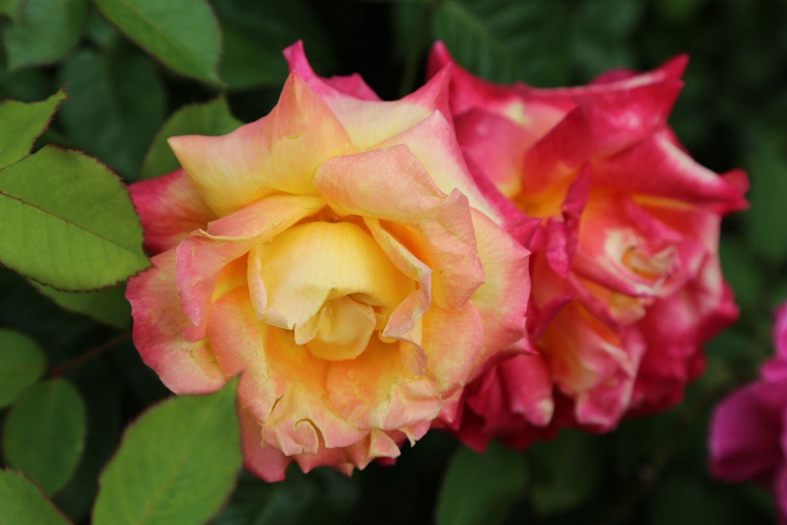 Canon EF 24-105mm F4L IS USM sample photo. Rose, orange roses, flower photography
