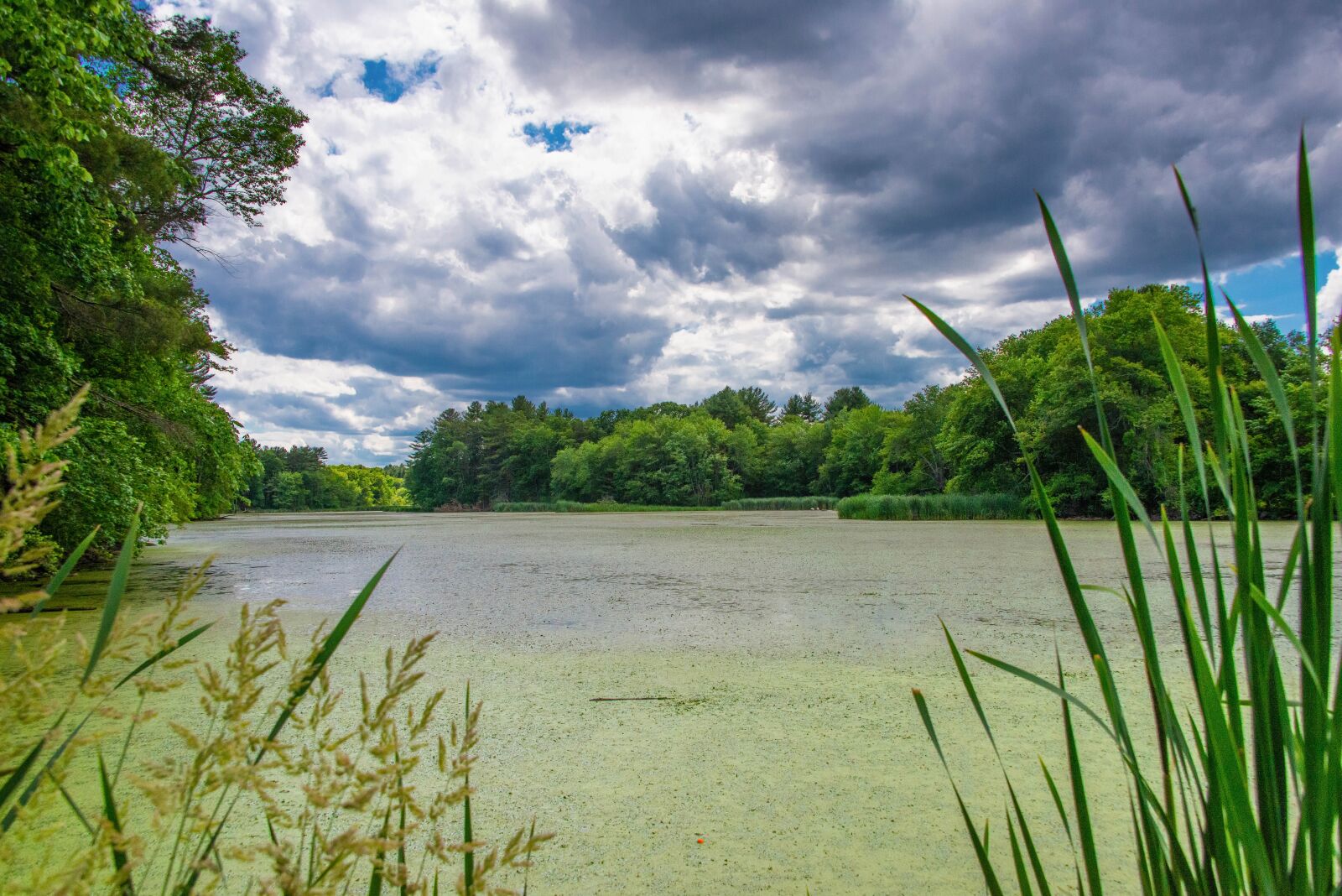 Nikon D800 sample photo. Swamp, lake, outdoor photography