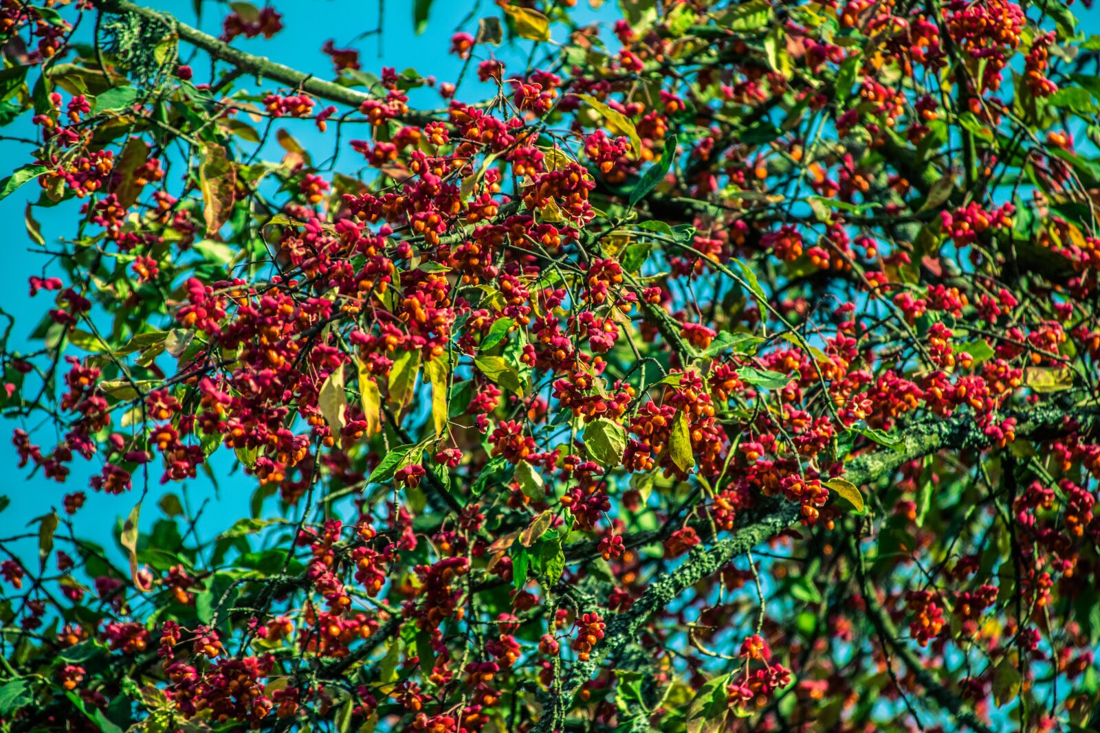 Nikon D5300 sample photo. Tree, colored, colorful photography