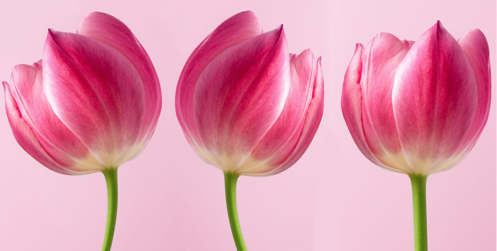 Sony SLT-A58 sample photo. Tulips, pink tulips, flowers photography