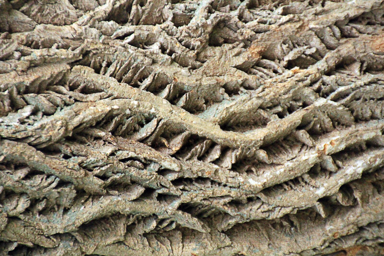 Canon EOS 700D (EOS Rebel T5i / EOS Kiss X7i) sample photo. Texture, tree bark, bark photography