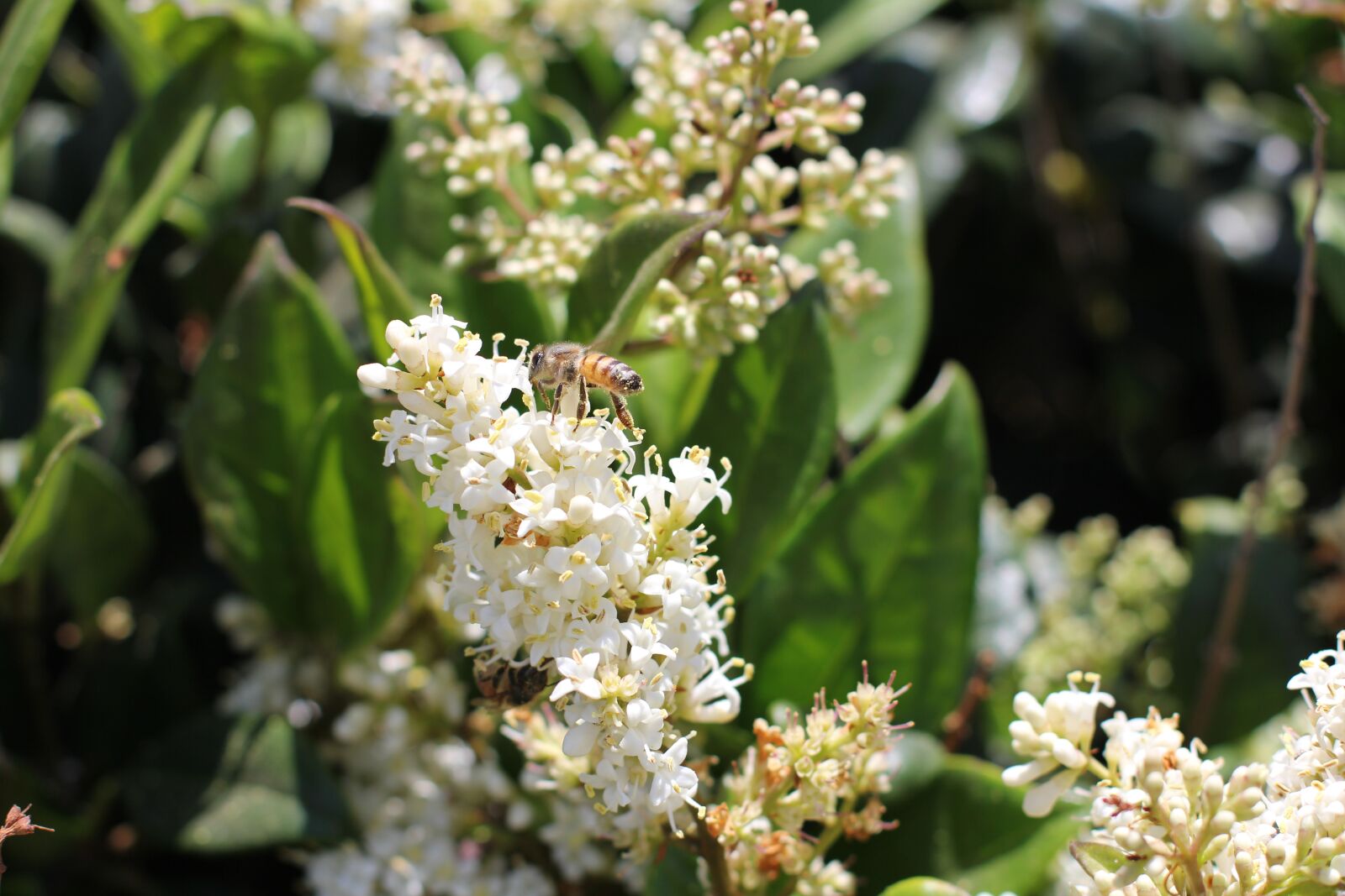 Canon EOS 60D + Canon EF 50mm F1.4 USM sample photo. Bees, flower, nature photography