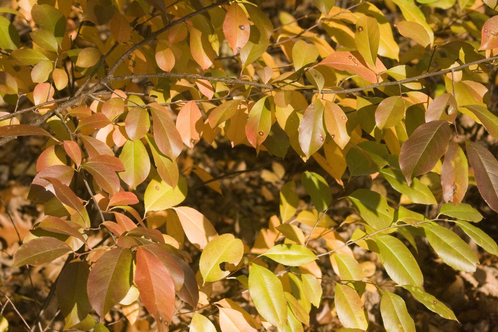 Canon EOS 1000D (EOS Digital Rebel XS / EOS Kiss F) sample photo. Leaves, autumn, emerge photography