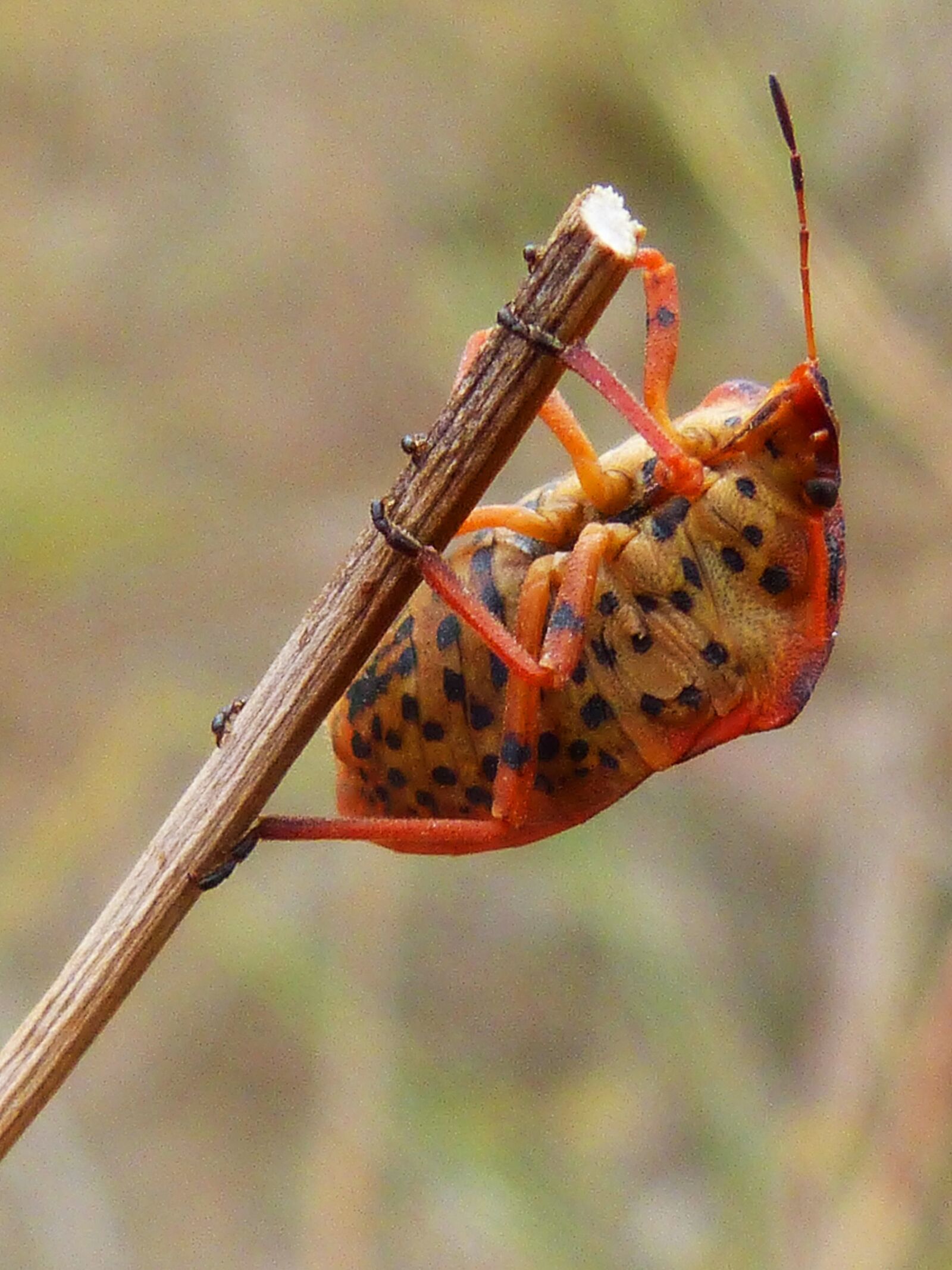 Panasonic DMC-FZ62 sample photo. Beetle, orange, insect photography