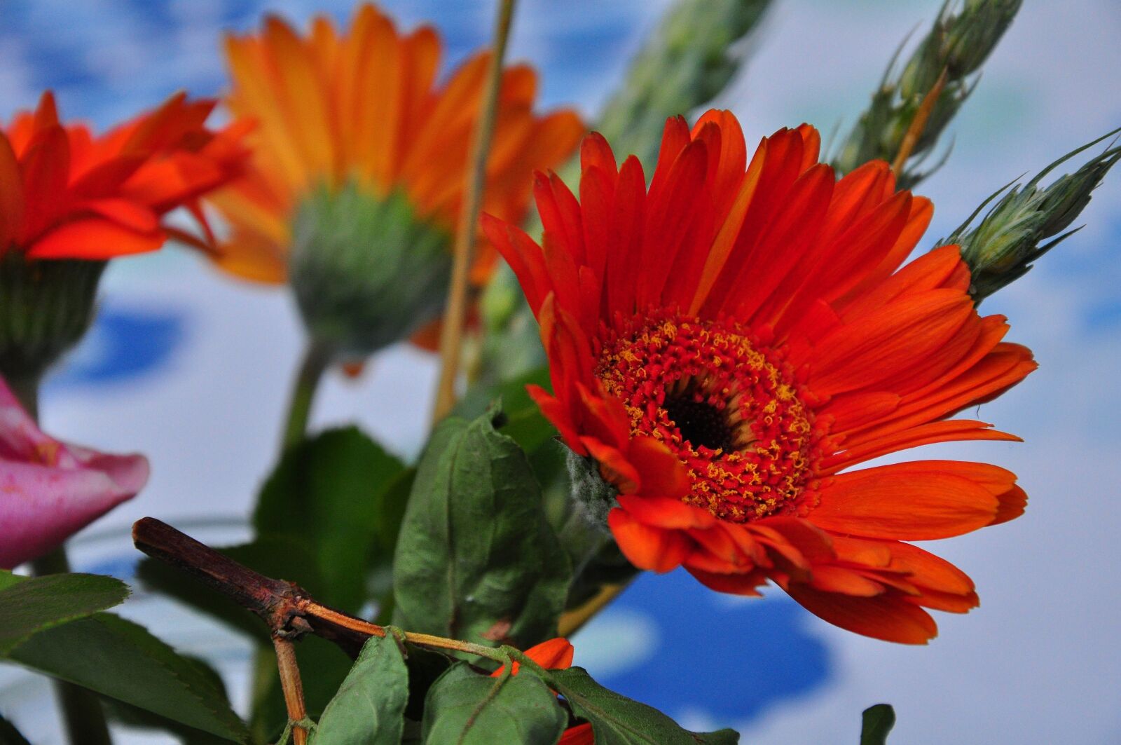 Nikon D5000 sample photo. Flower, red flowers, plant photography