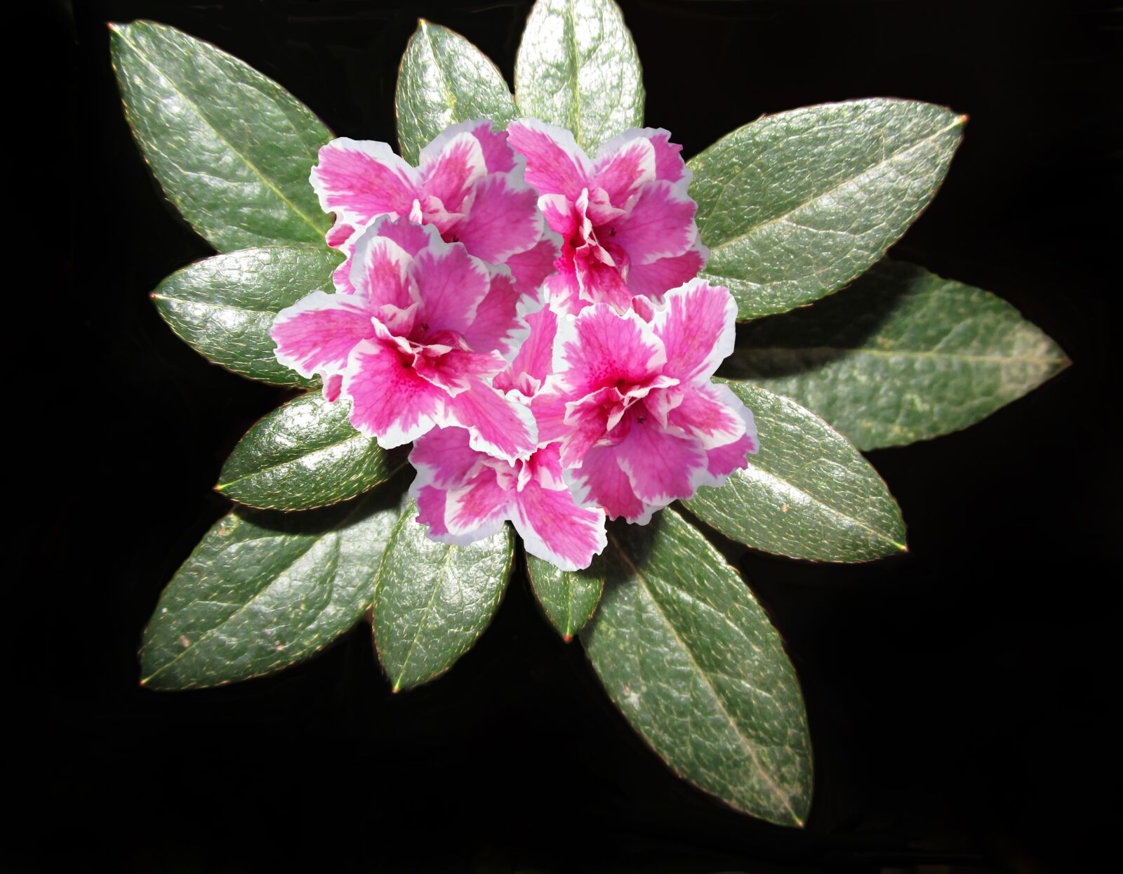 Canon PowerShot SX170 IS sample photo. Azalea, flora, flower photography