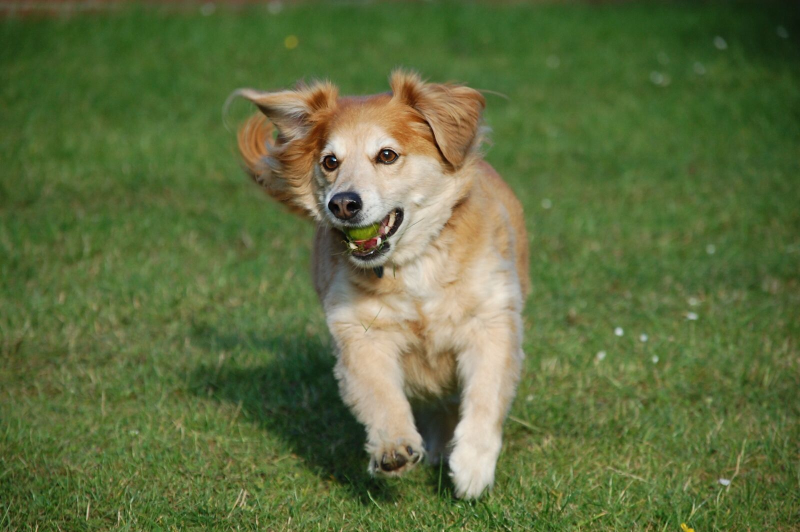 Nikon D40 sample photo. Animals, dog, cute photography