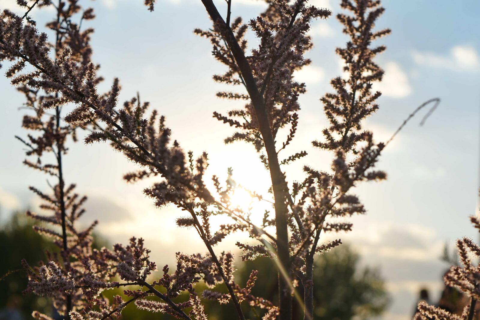 Nikon D5500 sample photo. Shadow, sunrays, sunshine, tree photography