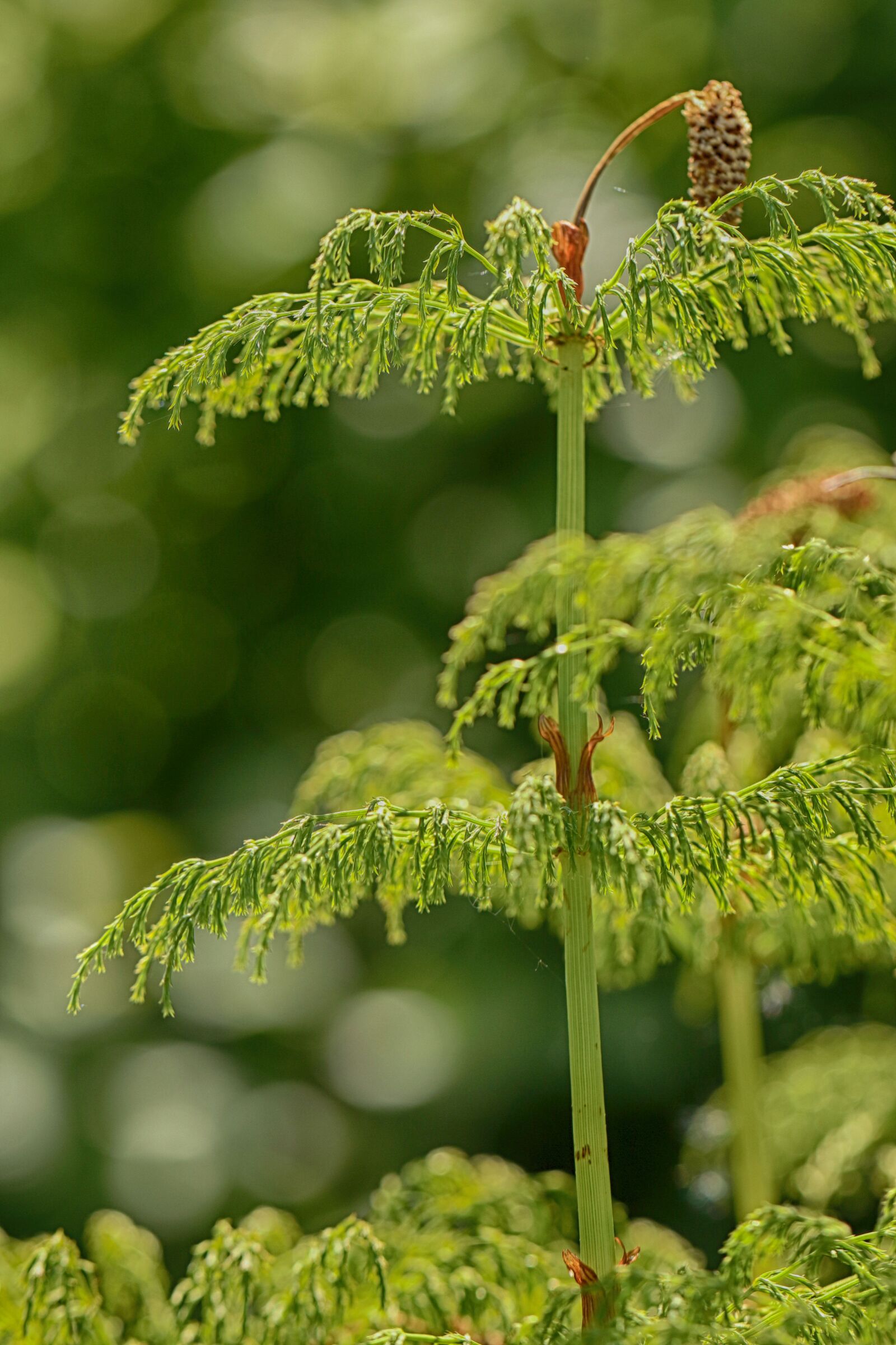 Canon EOS 7D Mark II sample photo. Growth, nature, plant photography