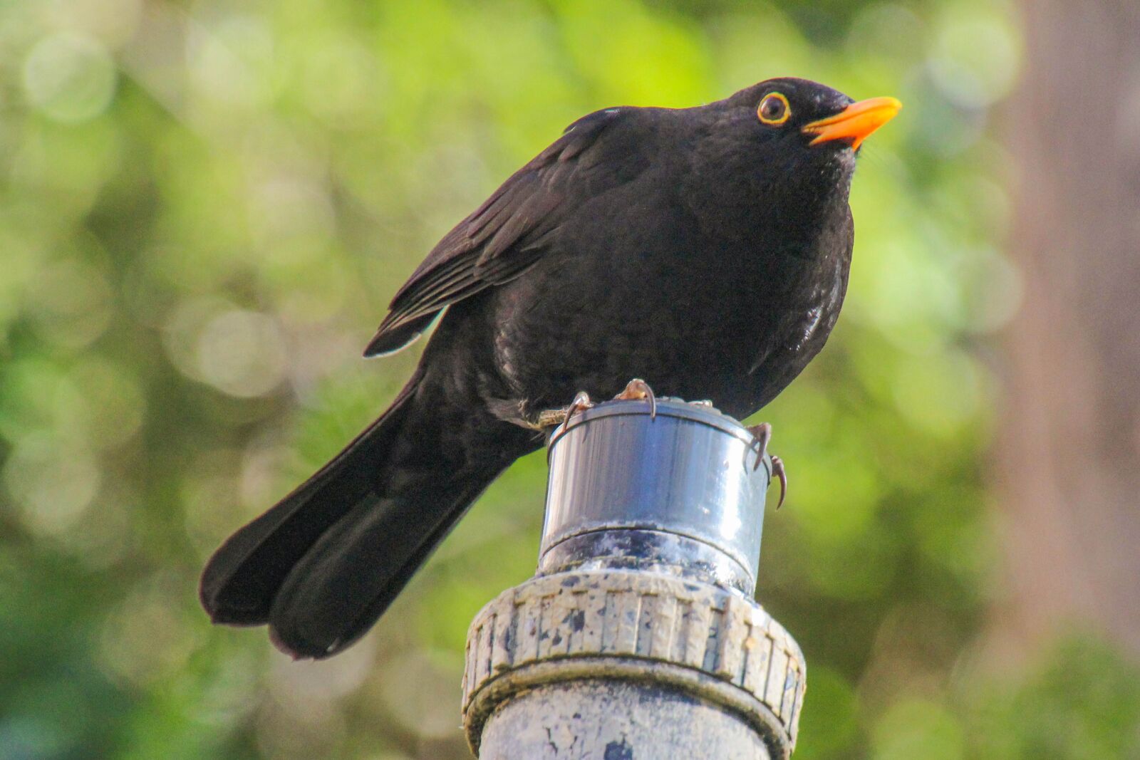 Canon EOS 600D (Rebel EOS T3i / EOS Kiss X5) sample photo. Black, bird, from below photography