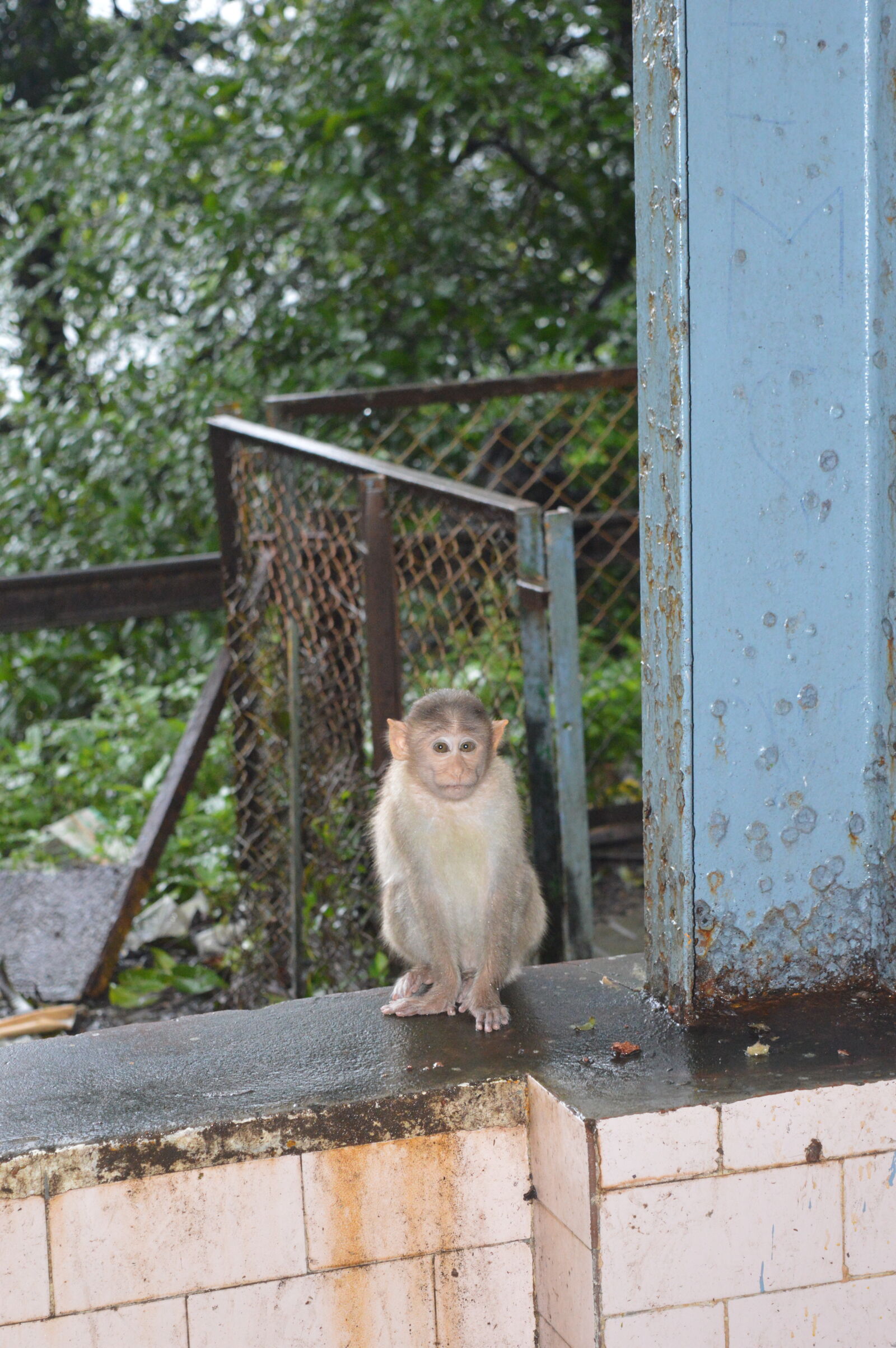 Nikon D3200 + Nikon AF-S DX Nikkor 18-55mm F3.5-5.6G VR II sample photo. Animal, forest, india, nature photography