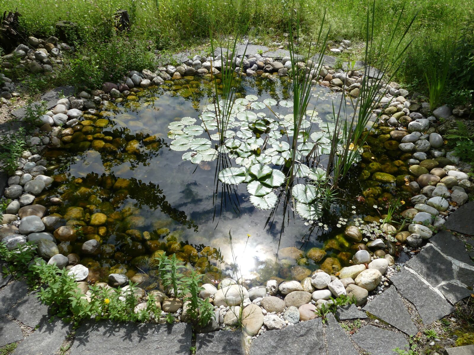 Panasonic DMC-FZ330 sample photo. Garden pond, near natural photography