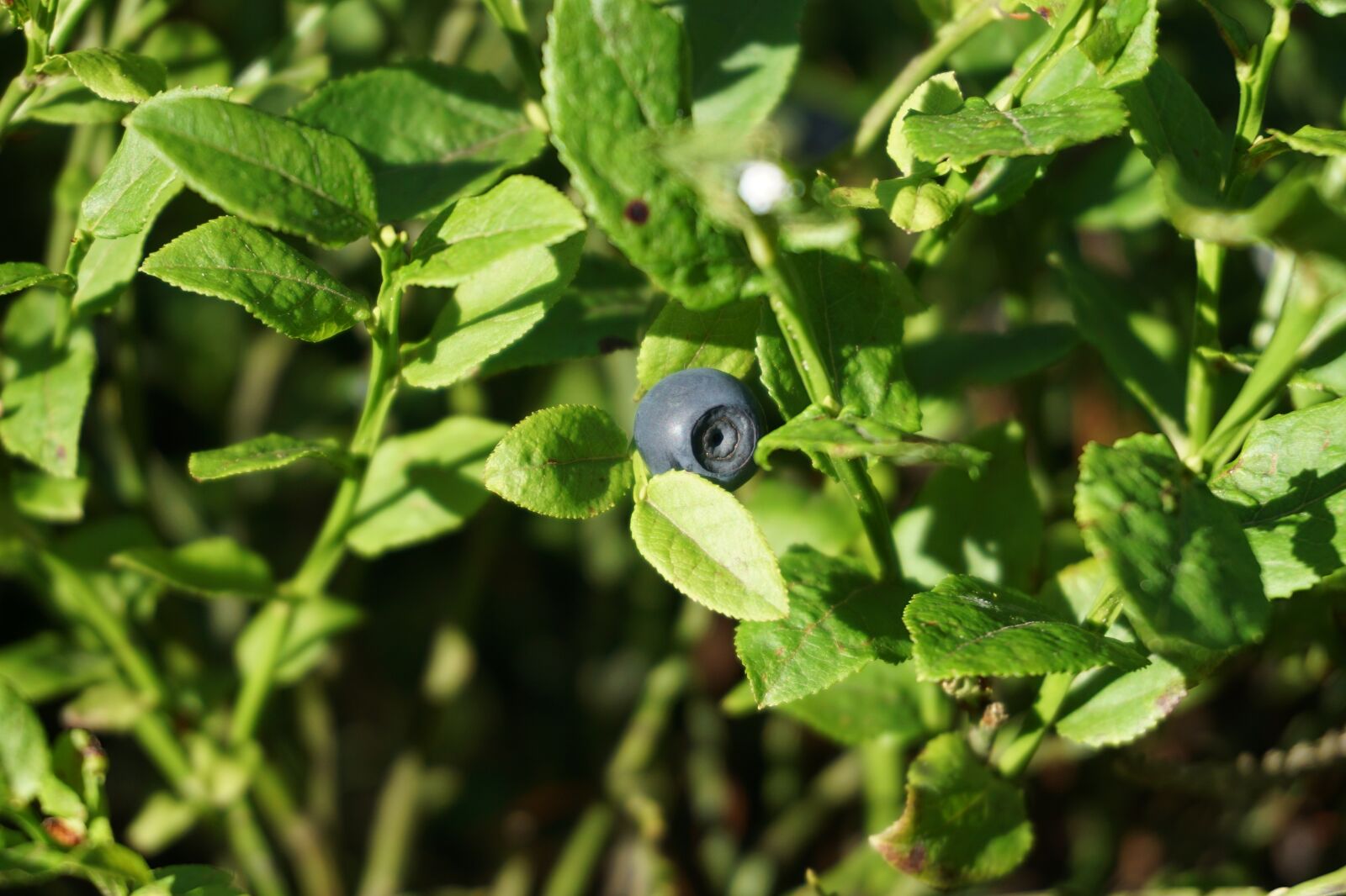 Sony a6000 sample photo. Forest blueberry, forest, leaves photography
