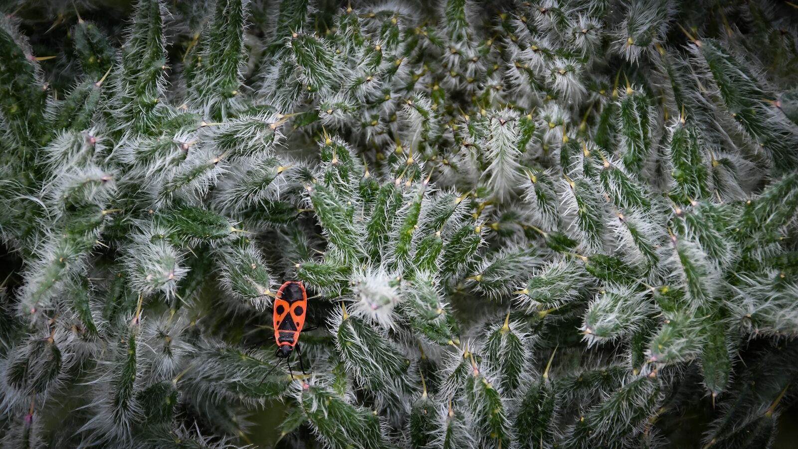 Nikon D500 sample photo. Nature, season, winter photography