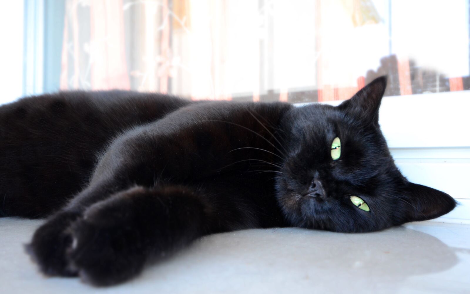 Nikon D5100 sample photo. Cat, eyes, black cat photography