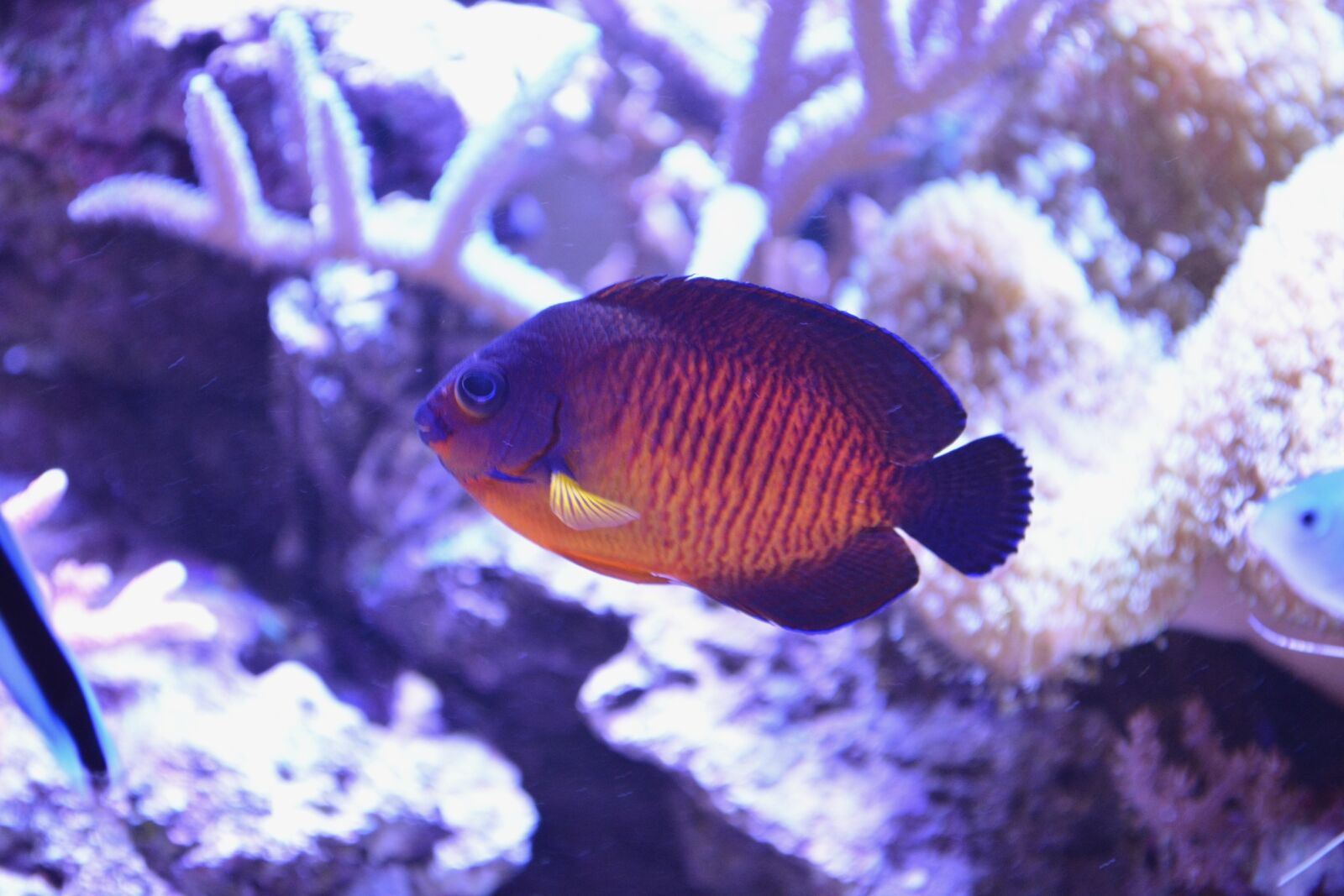 Nikon D5200 sample photo. Fish, water sea, aquarium photography