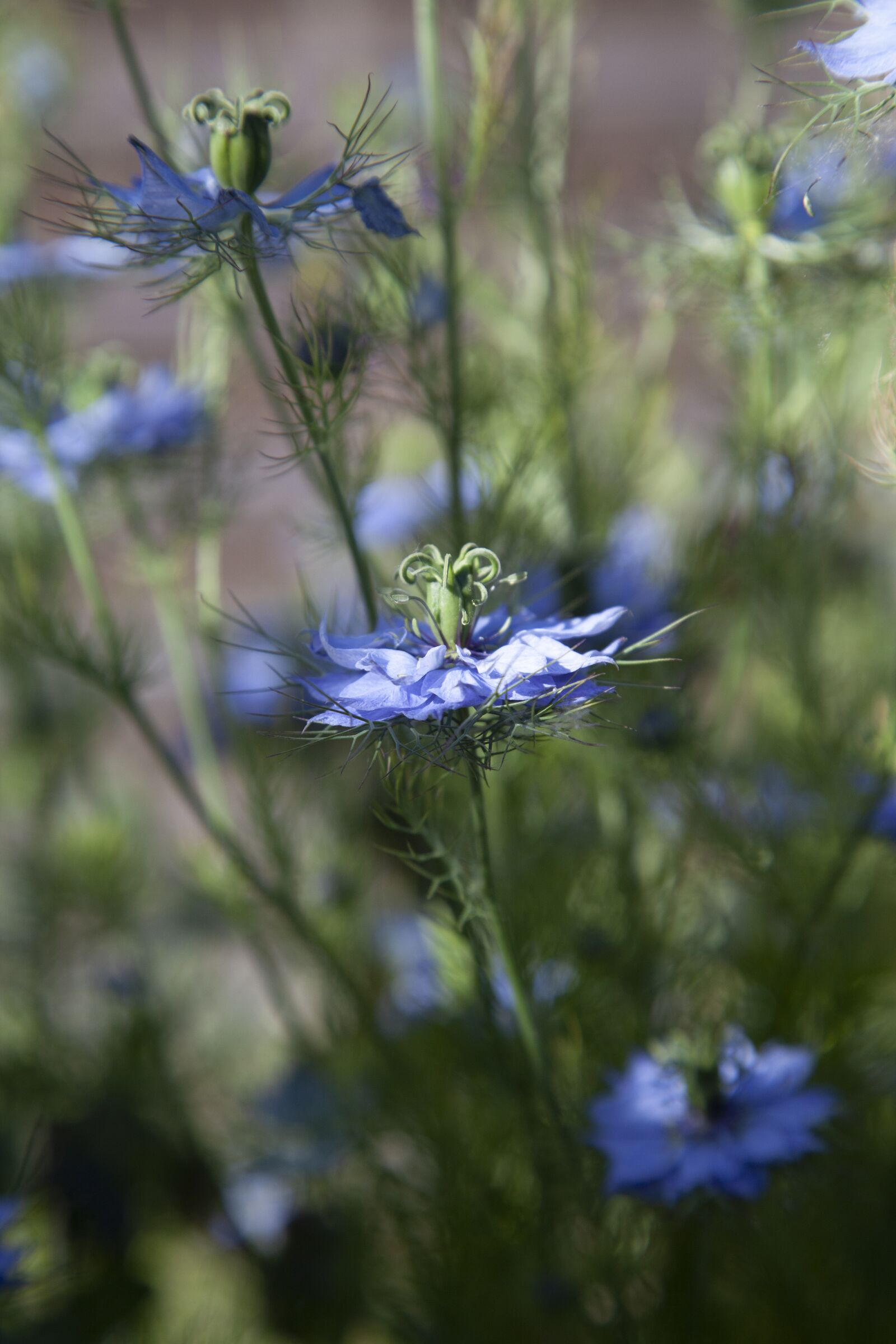 Canon EOS 5D Mark II sample photo. Love-in-a-mist, flower, blue photography